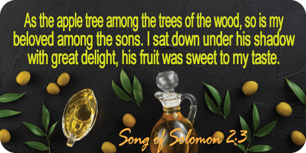 Song of Solomon 2 3