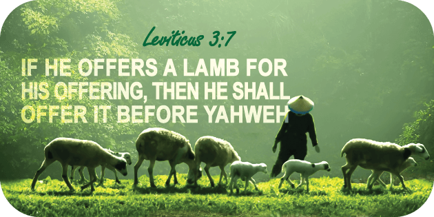 Leviticus 3 7